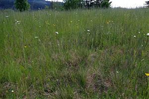 Časť s prechodným spoločenstvom k Tr8b