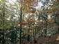 Vápnomilné bukové lesy (14.10.2014)