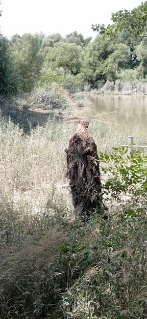 starší ohryz vŕby (Salix alba) bobrom - Castor fiber. TML Veľký Lél, Veľkolélske rameno, foto: 27.7.2021, J.Lengyel.