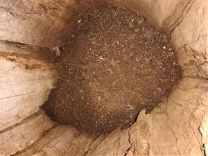 Aktívna dutina s pižmovcom.