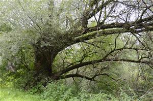 Salix fragilis na brehu Rieky.