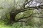 Salix fragilis na brehu Rieky.
