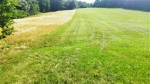 Pohľad na lokalitu,vľavo časť neskosenej lúky ponechané na príležitosné nasýtenie hmyzu nektárom, pravá časť je skosená.