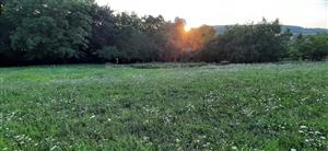 pohľad na lokalitu odpovedajúci fotografii Z025669 z predchádzajúceho monitoringu