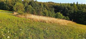 pohľad na malú časť lokality bez managementu, žiaľ, práve tu sa vyskytoval anacamptis morio ktorý vyhynul