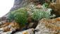 Petrocallis pyrenaica a Artemisia eriiantha