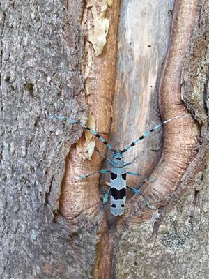 Rosalia alpina