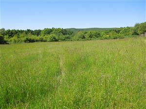 západná časť plochy