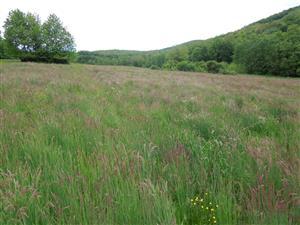 východná časť porastu s dominanciou Holcus lanatus