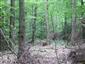 Eurosibírske dubové lesy na spraši a piesku (28.6.2013)