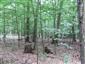 Eurosibírske dubové lesy na spraši a piesku (28.6.2013)