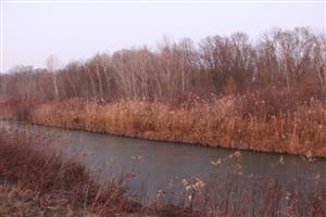 Pohľad na časť TML Číčovské rybníky, obtokový kanál, s výskytom C.fiber. Foto: 10.1.2020, J.Lengyel.