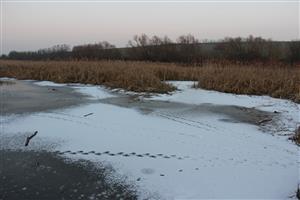 Pohľad na JV meander Žitavy, JV časť TML Žitavský luh - zimovisko Lutra lutra. Foto: 27.1.2020, J.Lengyel.