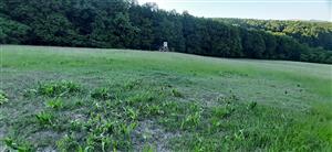 vnadisko s posedom v SV časti lokality s rozširujúcim sa Amaranthus