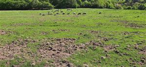 diviakmi významne zničená časť lokality a pastva ovcami, detail
