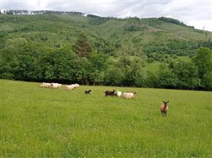 Extenzívna pastva na lokalite