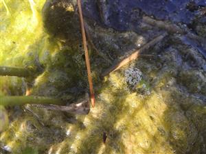 súkvetie Apium repens nad hladinou