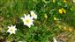 Kvitnúca Pulsatilla scherfelii-jarný druh