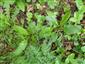 Tephroseris longifolia subsp. moravica sterilné listy
