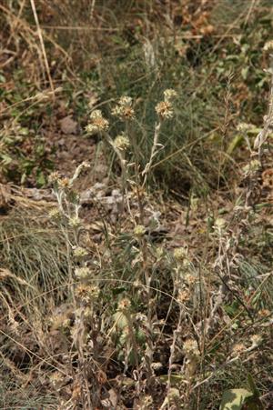 Filago lutescens