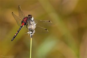 Leucorrhinia dubia - samček