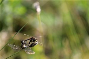 Leucorrhinia dubia - párenie