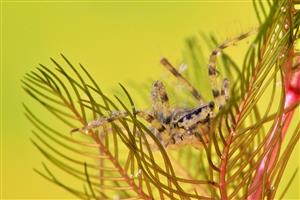 Cordulia aenea - larva