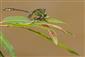 Ophiogomphus cecilia - samček.