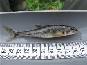 Gobio albipinnatus