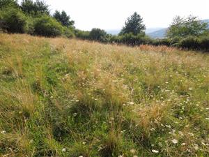 stav TML august 2021