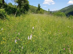 Dactylorhiza fuchsii ssp. sooana na lokalite