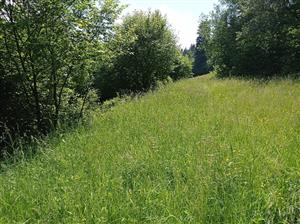 Zarastajúca časť terás