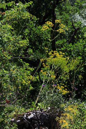 Záber na biotop monitorovaného druhu.