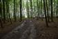 Karpatské a panónske dubovo-hrabové lesy (23.5.2021)