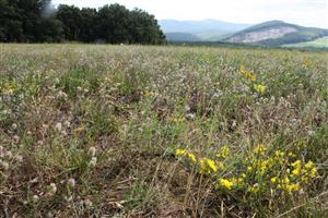 Detailný pohľad na biotop Pi3, ktorý je v mozaike s dominantným Tr1d s Trifolium arvense, Genista germanica, Jasione montana a Vulpia myuros