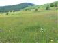 Nížinné a podhorské kosné lúky (29.5.2014)