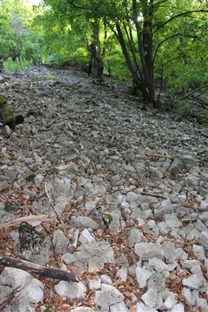 Záber na monitorovaný biotop. 