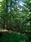 Lipovo-javorové sutinové lesy (10.7.2021)