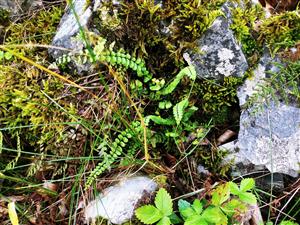 Asplenium trichomanes