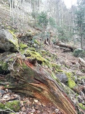 TMP 045_2 výskyt 4 ks Buxbaumia viridis