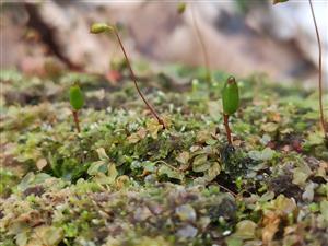 Buxbaumia viridis