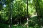 Lipovo-javorové sutinové lesy (7.8.2021)