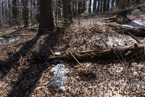 TMP 044_1 výskyt 7 ks Buxbaumia viridis