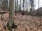 kyjanôčka zelená (18.4.2021)