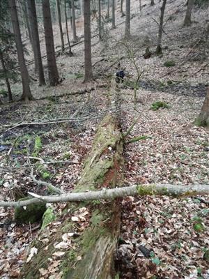 TMP 048_1 s výskytom 81 ks Buxbaumia viridis