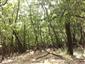 Teplomilné panónske dubové lesy (22.5.2021)