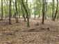 Karpatské a panónske dubovo-hrabové lesy (17.7.2021)