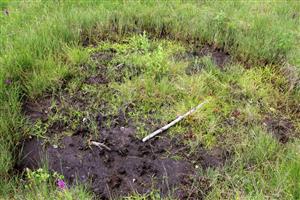 na lokalite prežíva jediná známa populácia Sparganium minimum v tatranskej oblasti, miesto výskytu je čoraz častejšie a dlhšie bez vody