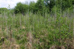 v okrajových častiach je biotop značne degradovaný