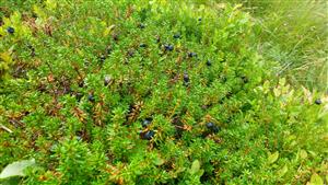 Empetrum hermphroditum